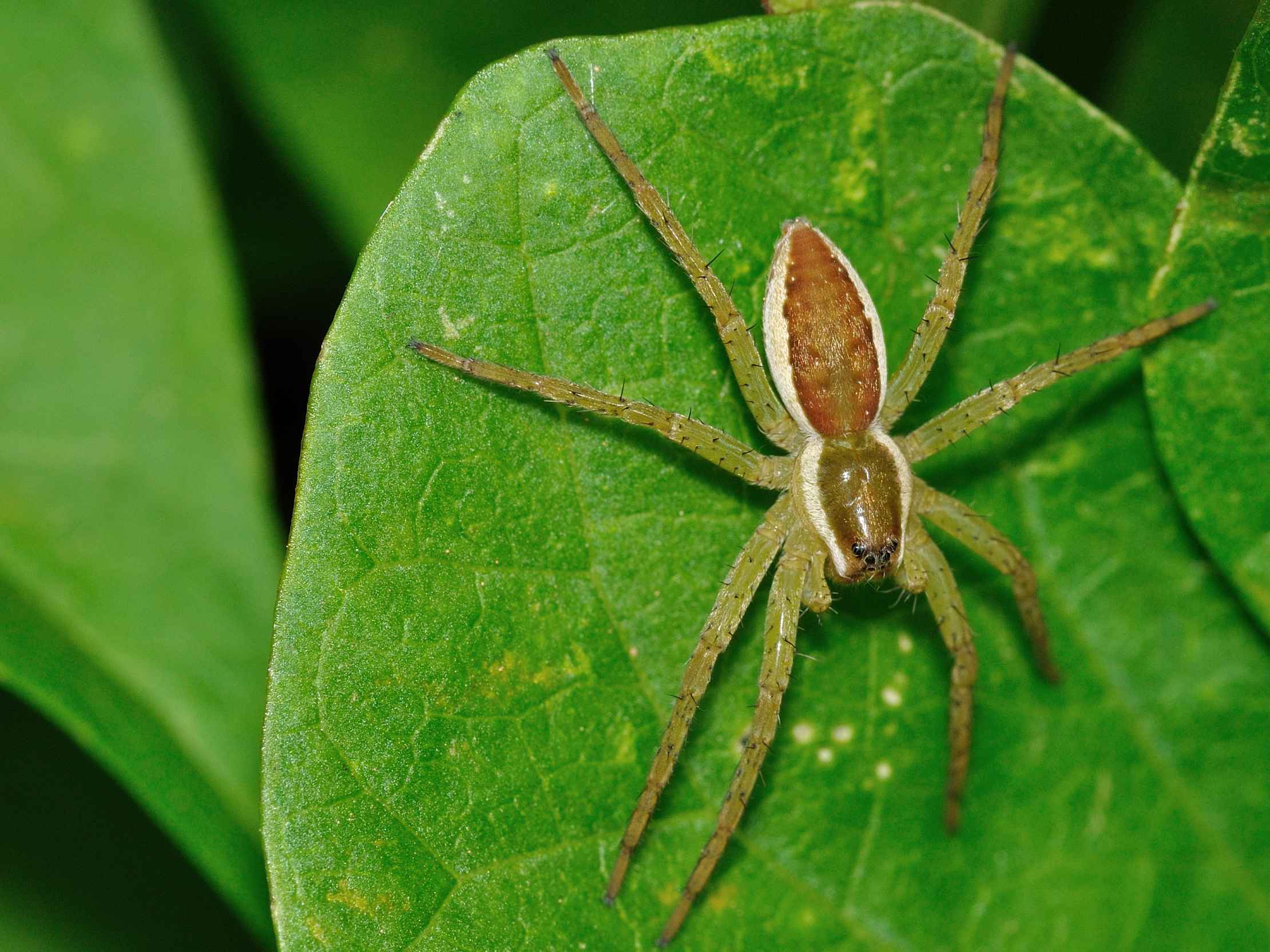 Pisauridae - Pisaura sp. ?